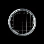 Contact plate, Rodac, sterile, 500 pc/box